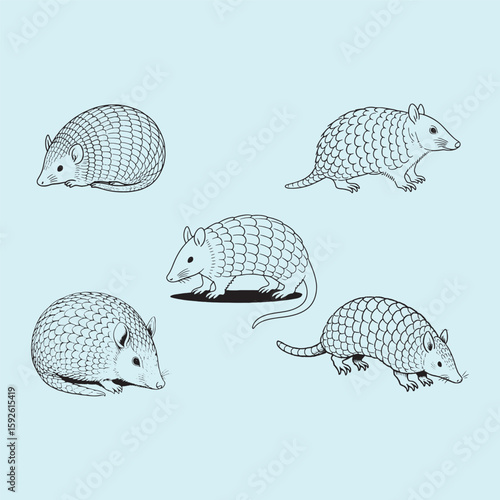 vector illustration design of an armadillo animal