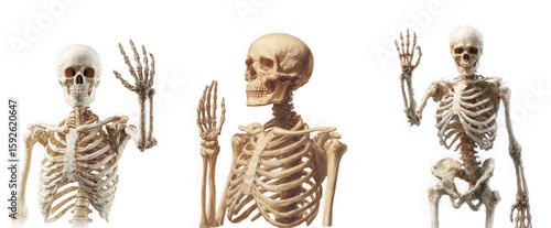 Three skeletons waving hello with their hands isolated on transparent background