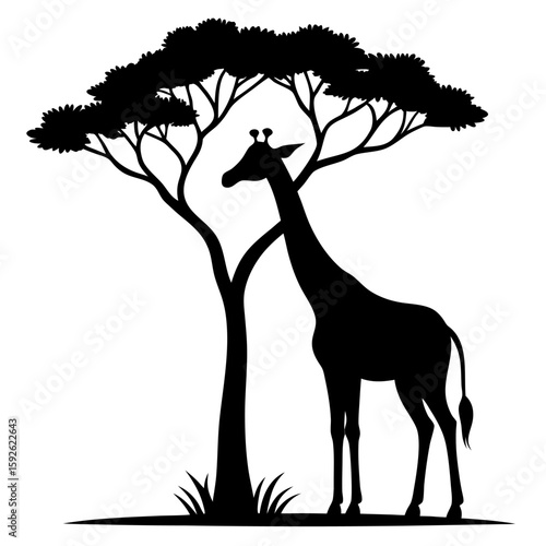 Silhouette of a giraffe grazing from a tall tree