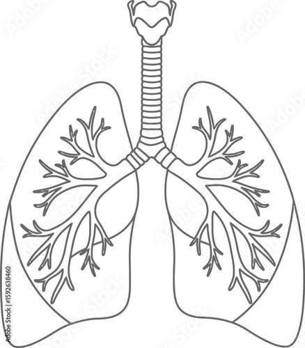 Human Lungs and Bronchial Tree Outline Diagram - AI Generative
