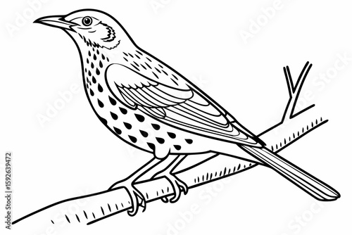 coloring page line art the thrush black vector