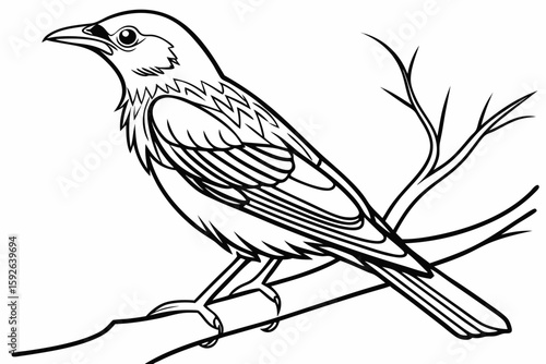 coloring page line art the thrush black vector