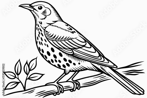 coloring page line art the thrush black vector