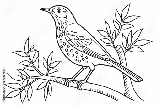 coloring page line art the thrush black vector
