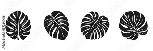Monstera Leaf Silhouette Set. Tropical Nature And Botanical Design Collection. Isolated Vector Illustration