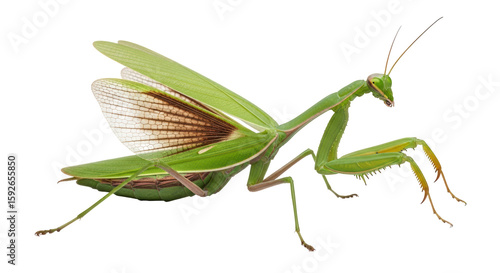 Canvas Print Isolated Praying Mantis with Open Wings