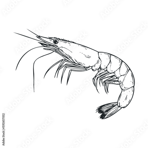 Detailed line art of a shrimp for culinary and educational purposes