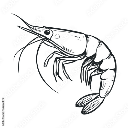Detailed shrimp drawing for marine life education or culinary purposes