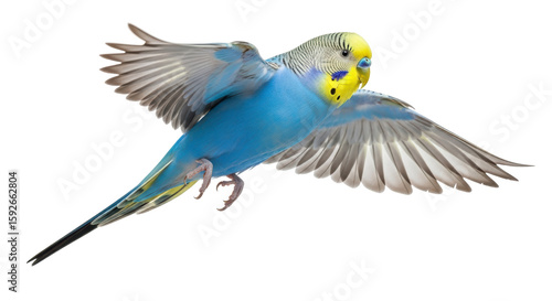 Isolated Budgie