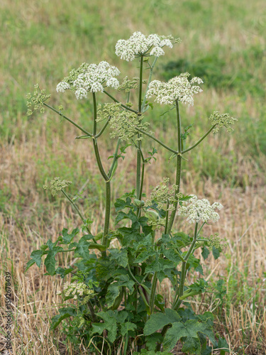 Nahaufnahme von Gemeinen Bärenklau (Heracleum sphondylium) der auf einer Wiese wächst.