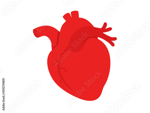 human heart anatomy vector art
