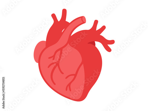 human heart anatomy vector art