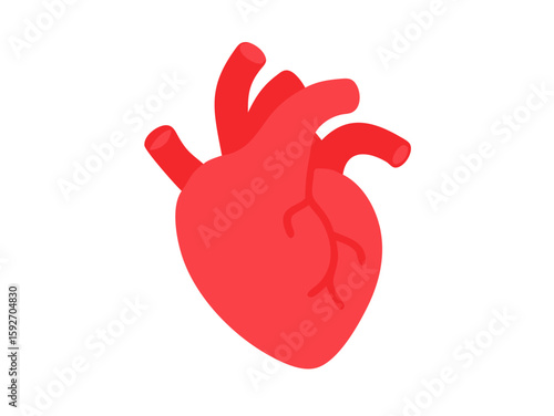 human heart anatomy vector art