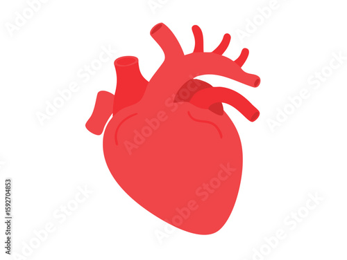 human heart anatomy vector art
