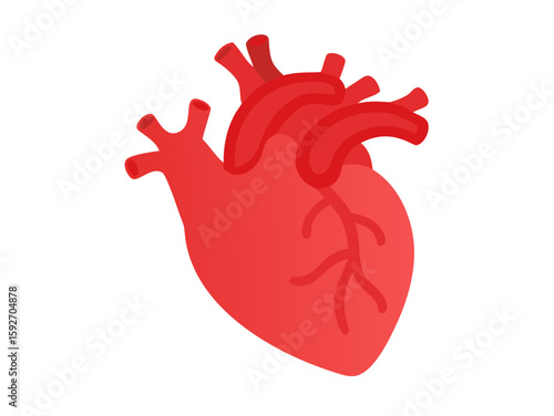 human heart anatomy vector art