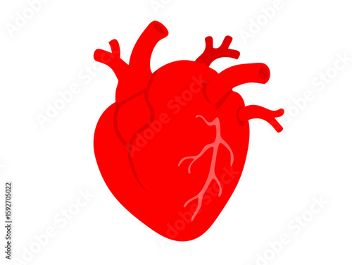 human heart anatomy vector art