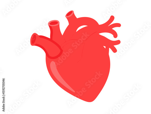 human heart anatomy vector art