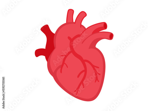 human heart anatomy vector art