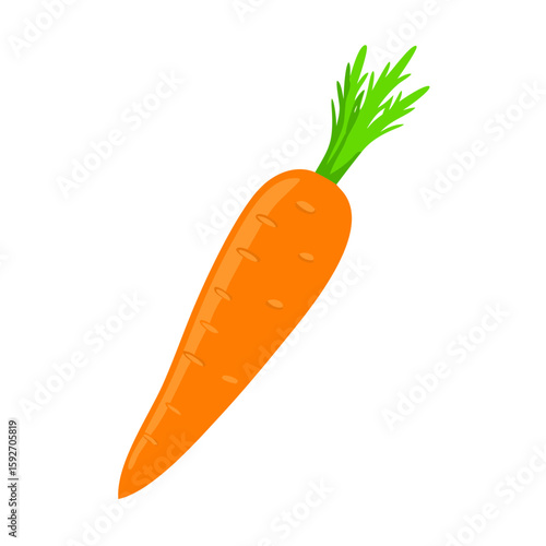 carrots vector illustration