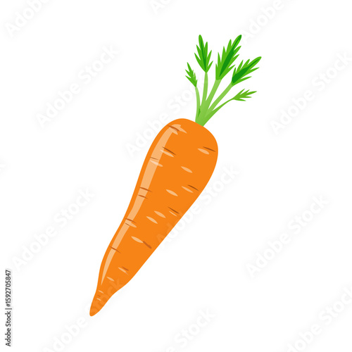 carrots vector illustration