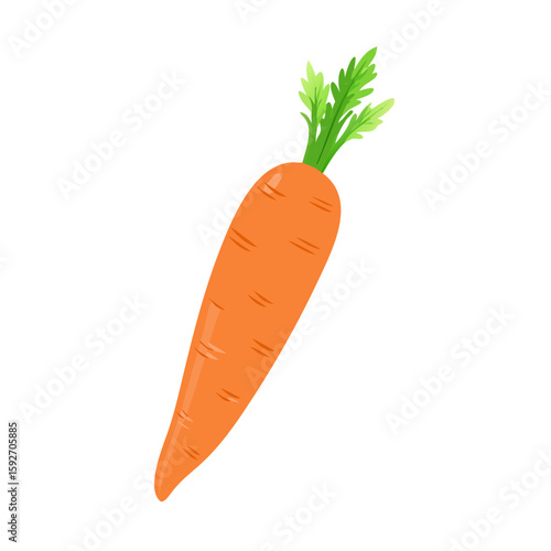 carrots vector illustration