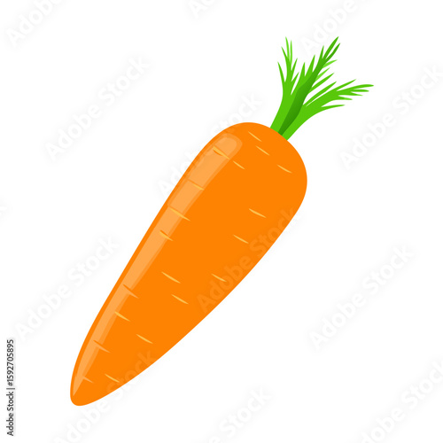carrots vector illustration