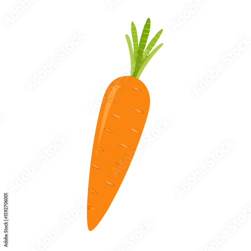 carrots vector illustration