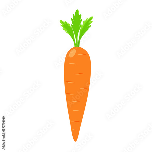 carrots vector illustration