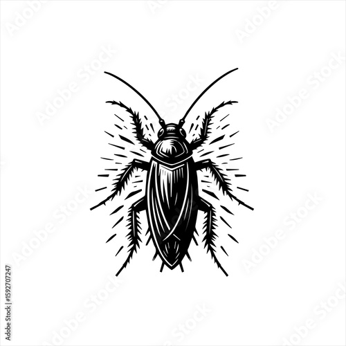 Cockroach isolated on white background