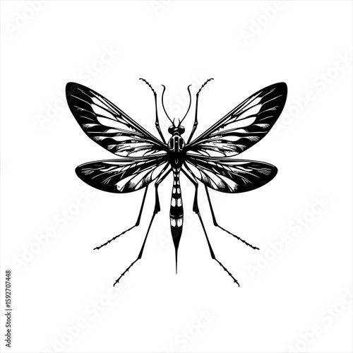 Mosquito isolated on white background