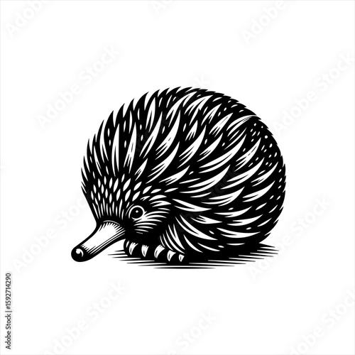 An echidna isolated on white background