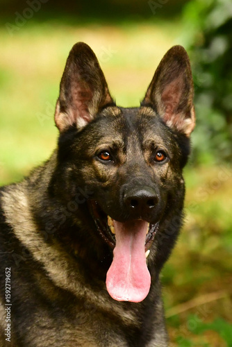german shepherd dog