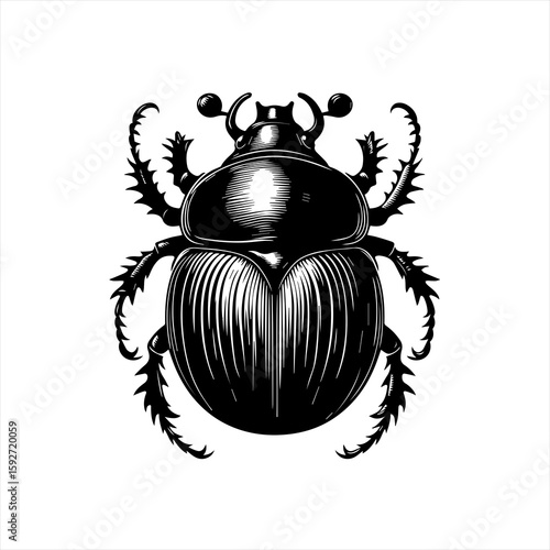 A black and white drawing of a beetle isolated on white background