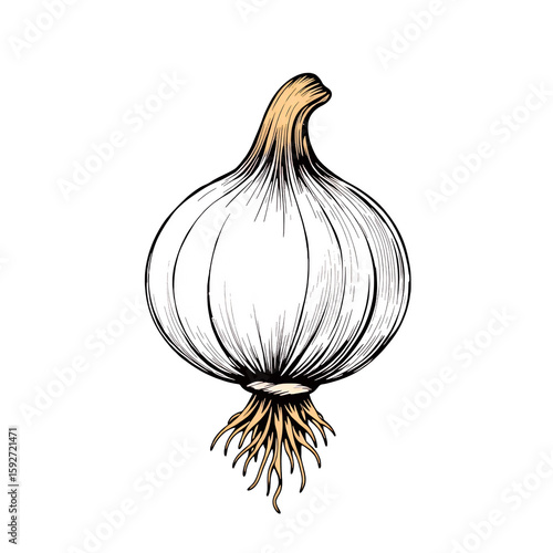 Wallpaper Mural A single black garlic bulb with light tan stem and roots on transparent background Torontodigital.ca