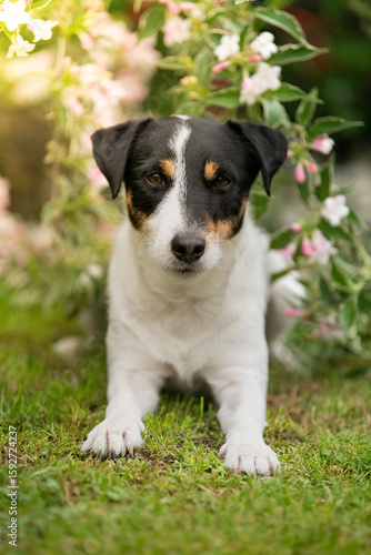 parson russell terrier
