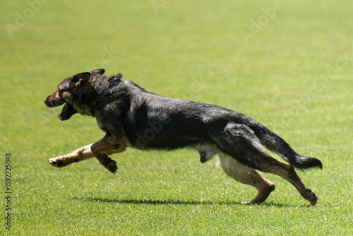 german shepherd dog