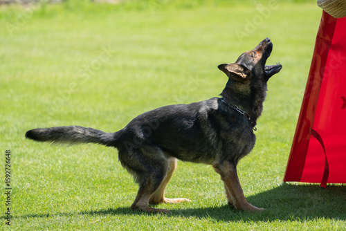 german shepherd dog