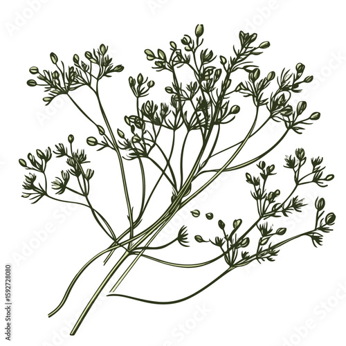 Sketch Style Caraway Herb Illustration