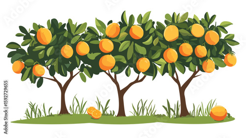 Vibrant Orange Grove Citrus Harvest Landscape with Fruit Trees
