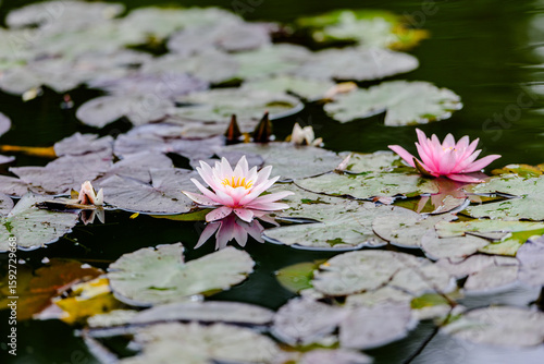 Fotografie Pink water lilies blooming on a calm pond surface among green lily pads, beautiful aquatic flowers in natural habitat, serene summer scene in a botanical garden or natural wetland