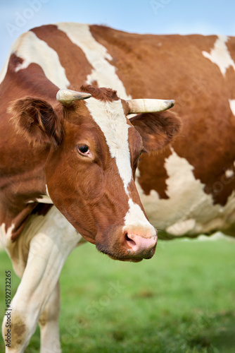 A beautiful brown and white cow with small horns looks on from a lush green pasture. A classic image of rural life and agriculture.

