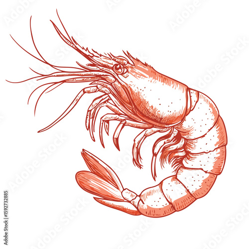 Detailed Hand-drawn Shrimp Illustration on White
