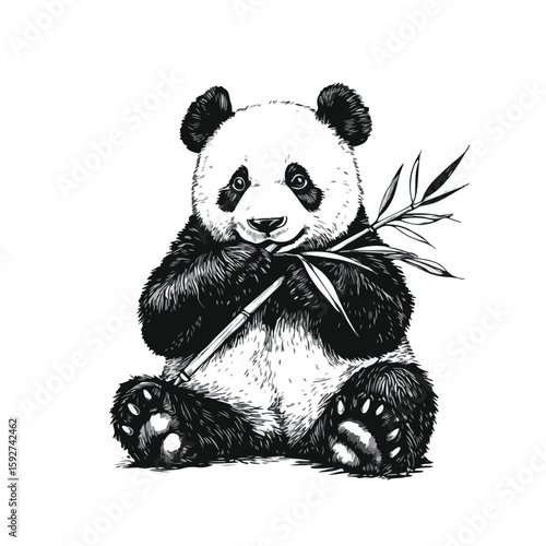 Panda eating bamboo sketch illustration