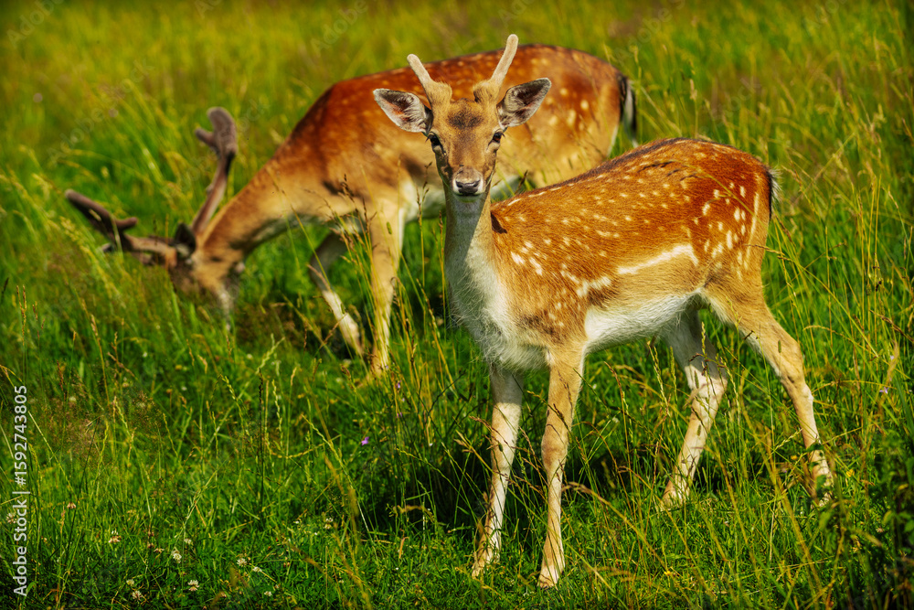 Three spotted deer, including a buck with antlers, stand alert in a sunlit grassy meadow during summer. Three spotted deer, including a buck with antlers, stand alert in a sunlit grassy meadow during summer.
