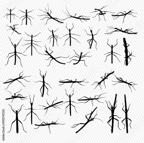 A collection of silhouetted stick insects in various poses, showcasing their elongated bodies and delicate limbs against a transparent background.