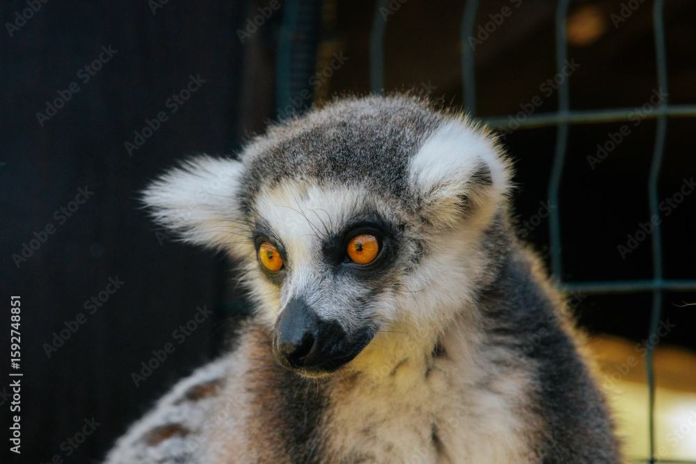Fototapeta premium A detailed close-up of a ring-tailed lemurs face, highlighting its vivid golden eyes, black nose, and fluffy fur in natural lighting.