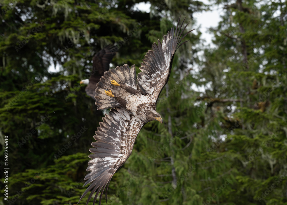 Fototapeta premium Photo of a semi juvenile bald eagle diving 