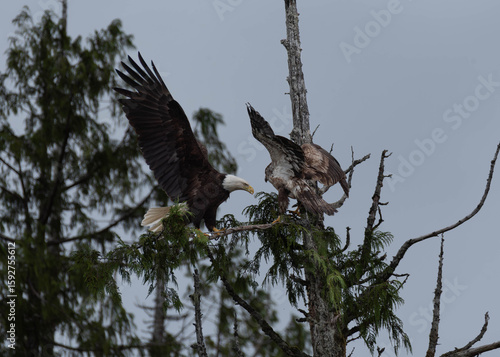 Photo of two bald eagles fighting