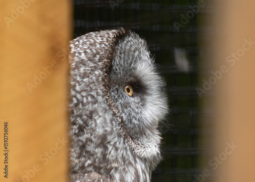 Photo of a great grey eagle looking sideways