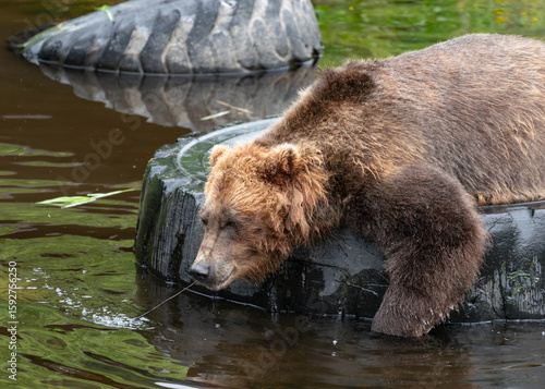Photo of a brown bear laying on a tire in water
